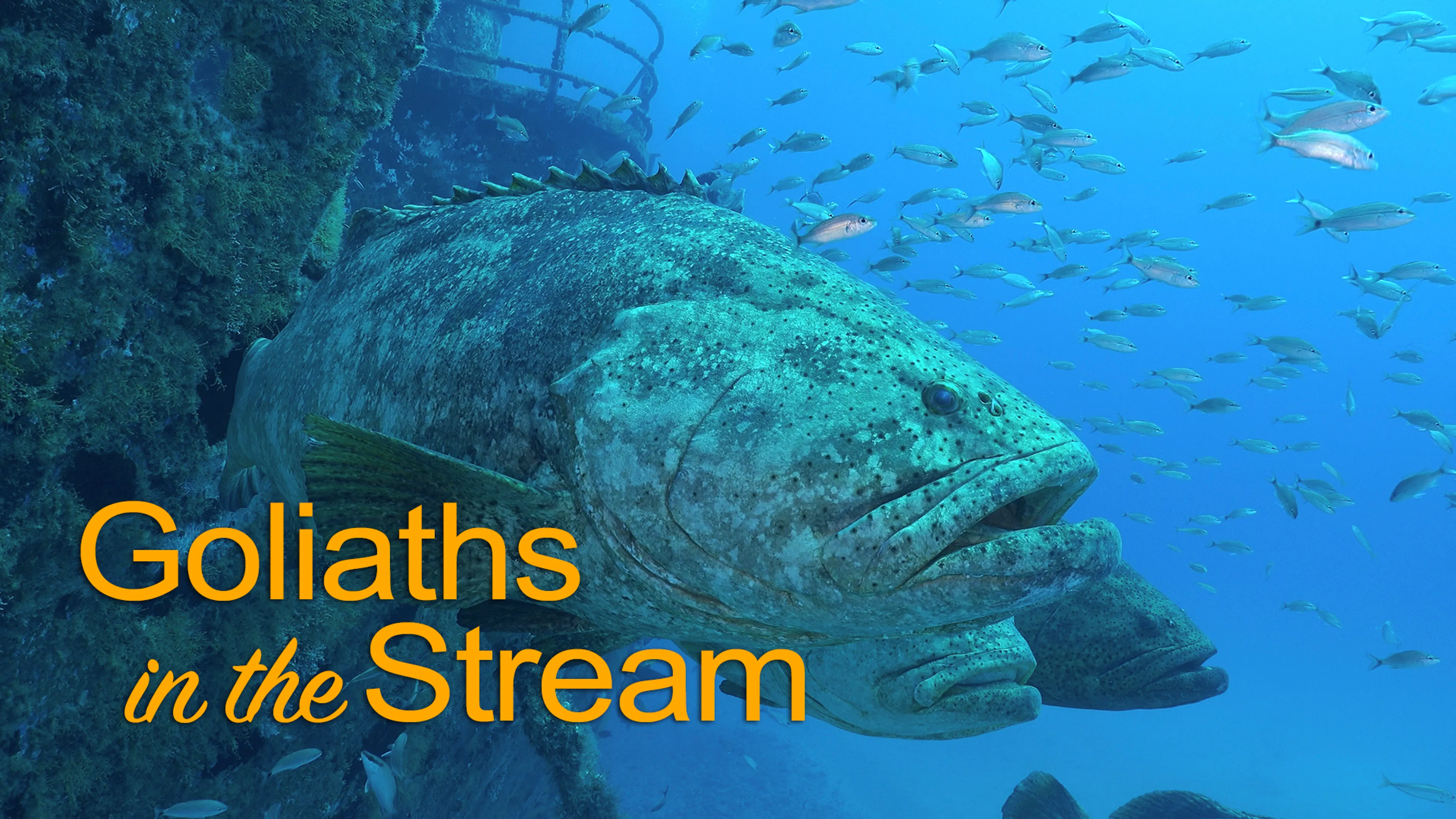 Goliaths in the Stream poster